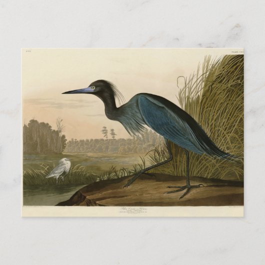 アオサギの Audubon 版画 海岸の芸術 ポストカード (正面)