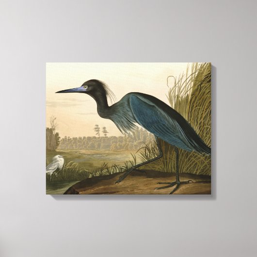 アオサギのAudubonプリント　海岸の壁掛けアート キャンバスプリント (正面)