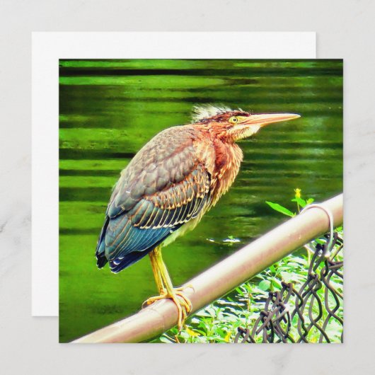 アオサギ (正面/裏面)