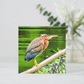 アオサギ (スタンド正面)