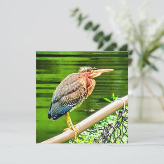 アオサギ (スタンド正面)