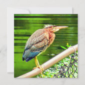 アオサギ (正面)