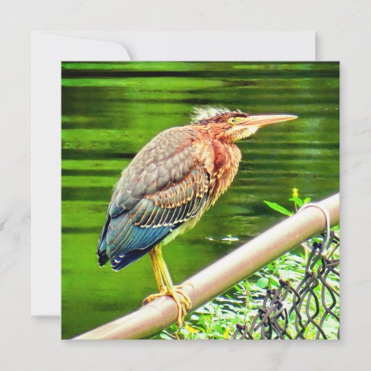 アオサギ (正面)