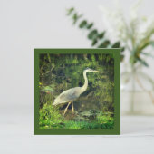 アオサギ (スタンド正面)