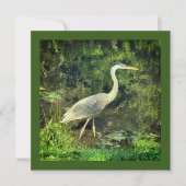 アオサギ (正面)