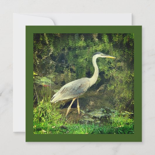 アオサギ (正面)