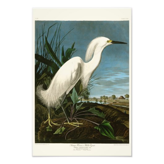 アオサギ アメリカの鳥類 アウドゥボン フォトプリント            (正面)