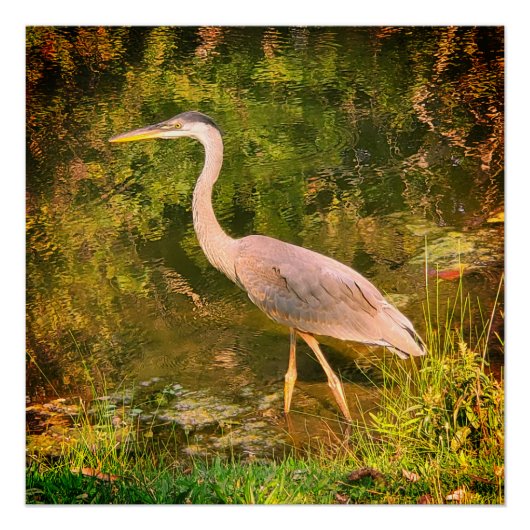 アオサギ ポスター (正面)