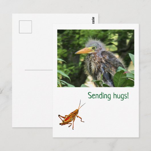 アオサギ ポストカード (正面/裏面)