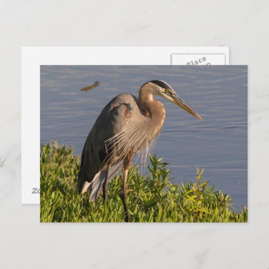 アオサギ ポストカード (正面/裏面)