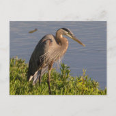 アオサギ ポストカード (正面)