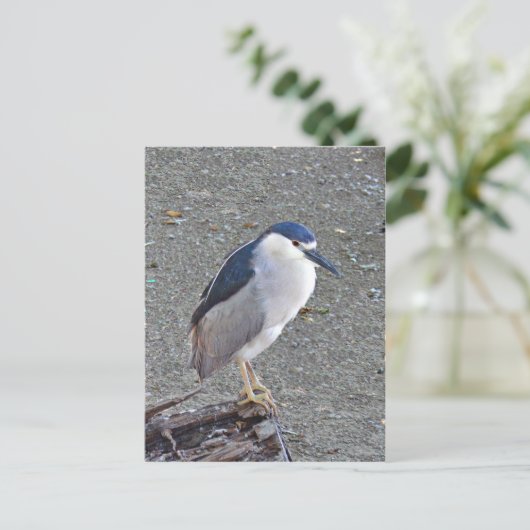 アオサギ ポストカード (スタンド正面)