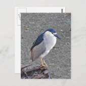 アオサギ ポストカード (正面/裏面)