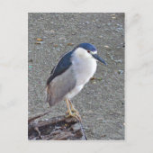 アオサギ ポストカード (正面)