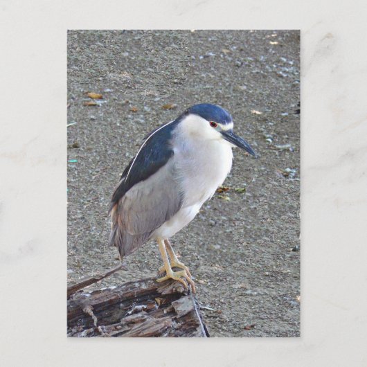 アオサギ ポストカード (正面)