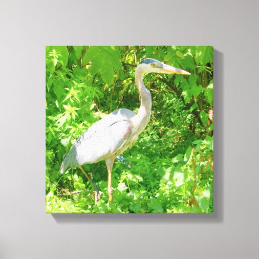 アオサギ，池の端，かわいらし野鳥，自然 キャンバスプリント (正面)