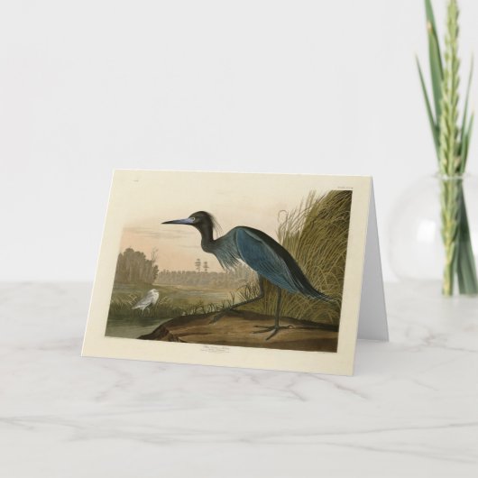 アオサギ Audubon 版画 海岸の芸術 カード (正面)