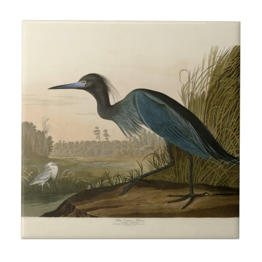 アオサギ Audubon 版画 海岸の芸術 タイル (正面)