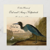 アオサギ Audubon 版画 海岸の芸術 招待状 (正面/裏面)