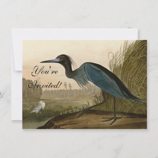 アオサギ Audubon 版画 海岸の芸術 招待状 (正面)