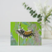 アオスジアゲハの幼虫のアイテム ポストカード (スタンド正面)