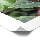 アオバエ ポスター (角)