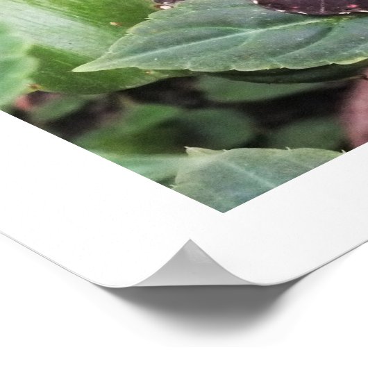 アオバエ ポスター (角)