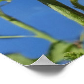 アオホリ花アルセア ポスター (角)