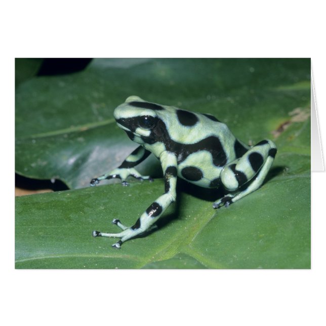アオヤドクガエル (Dendrobates auratus) カウィタ (正面横)