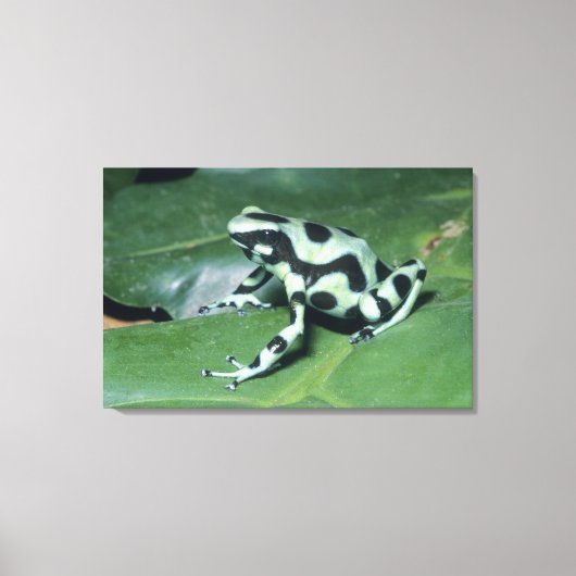 アオヤドクガエル (Dendrobates auratus) カウィタ キャンバスプリント (正面)