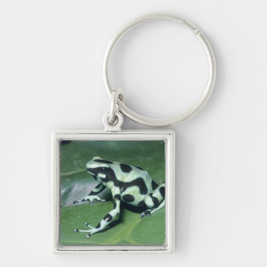 アオヤドクガエル (Dendrobates auratus) カウィタ キーホルダー (正面)