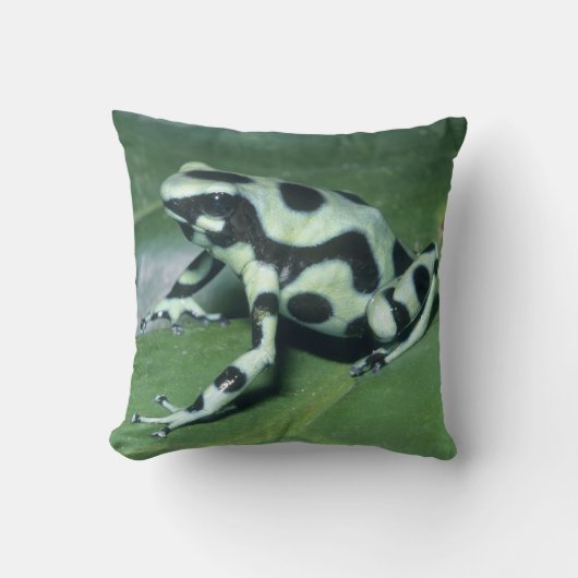 アオヤドクガエル (Dendrobates auratus) カウィタ クッション (正面)