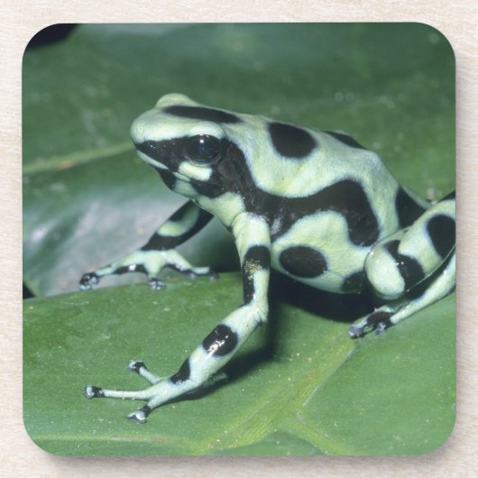 アオヤドクガエル (Dendrobates auratus) カウィタ コースター (正面)
