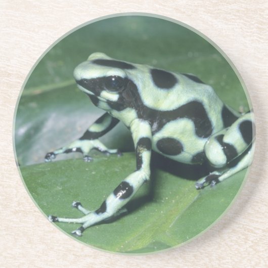 アオヤドクガエル (Dendrobates auratus) カウィタ コースター (正面)
