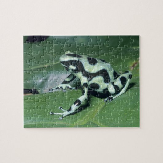 アオヤドクガエル (Dendrobates auratus) カウィタ ジグソーパズル (横)