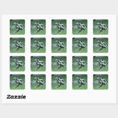 アオヤドクガエル (Dendrobates auratus) カウィタ スクエアシール (シート)