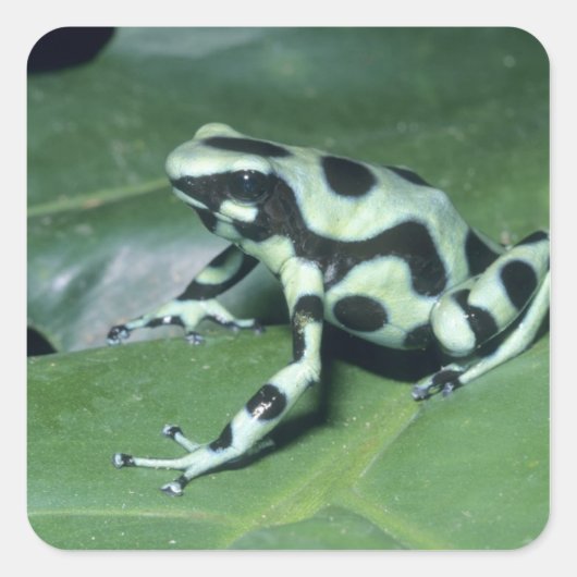 アオヤドクガエル (Dendrobates auratus) カウィタ スクエアシール (正面)
