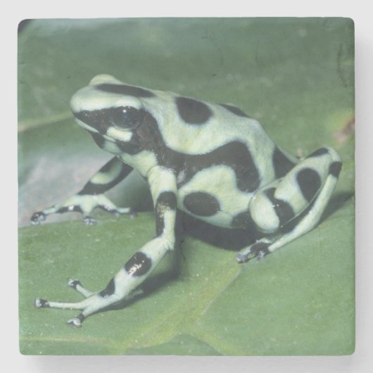 アオヤドクガエル (Dendrobates auratus) カウィタ ストーンコースター (正面)