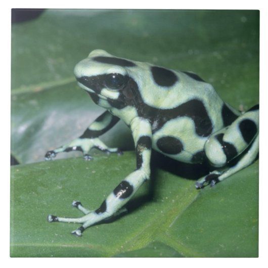 アオヤドクガエル (Dendrobates auratus) カウィタ タイル (正面)