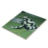 アオヤドクガエル (Dendrobates auratus) カウィタ タイル (側面)