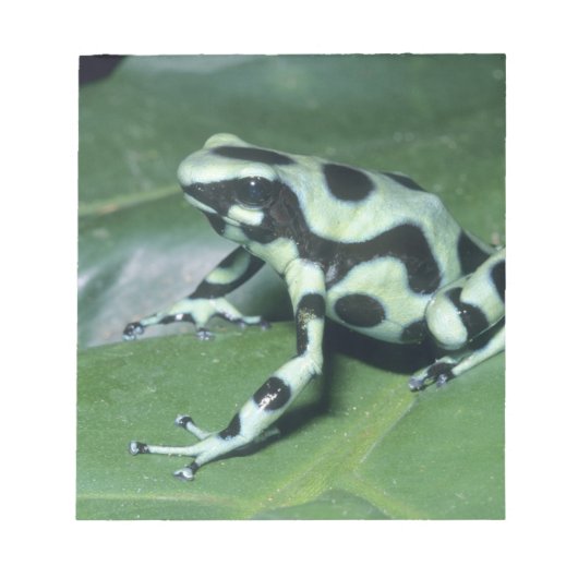 アオヤドクガエル (Dendrobates auratus) カウィタ ノートパッド (正面)