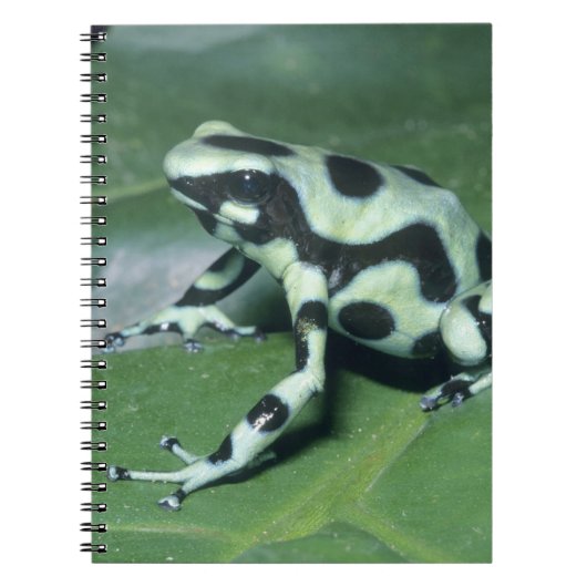 アオヤドクガエル (Dendrobates auratus) カウィタ ノートブック (正面)