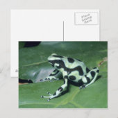 アオヤドクガエル (Dendrobates auratus) カウィタ ポストカード (正面/裏面)