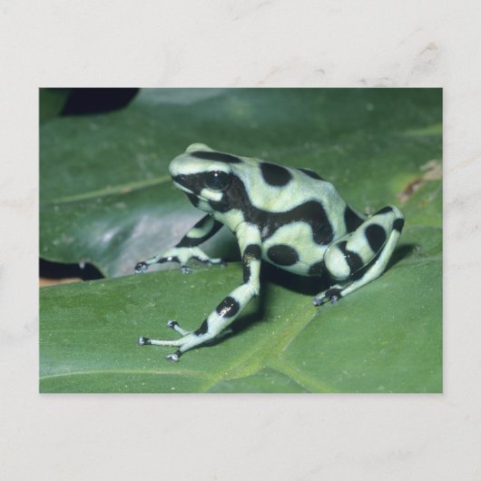 アオヤドクガエル (Dendrobates auratus) カウィタ ポストカード (正面)