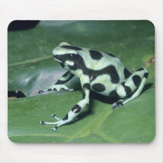 アオヤドクガエル (Dendrobates auratus) カウィタ マウスパッド (正面)