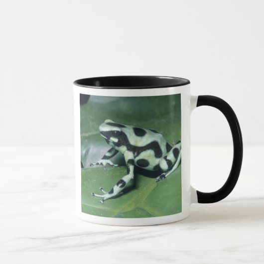 アオヤドクガエル (Dendrobates auratus) カウィタ マグカップ (右)