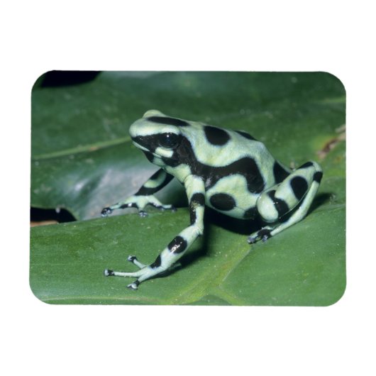 アオヤドクガエル (Dendrobates auratus) カウィタ マグネット (横)