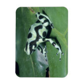 アオヤドクガエル (Dendrobates auratus) カウィタ マグネット (縦)