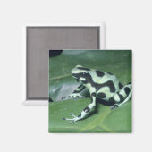 アオヤドクガエル (Dendrobates auratus) カウィタ マグネット (正面/裏面)