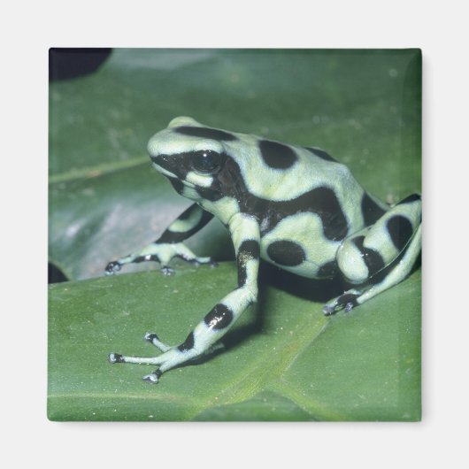 アオヤドクガエル (Dendrobates auratus) カウィタ マグネット (正面)